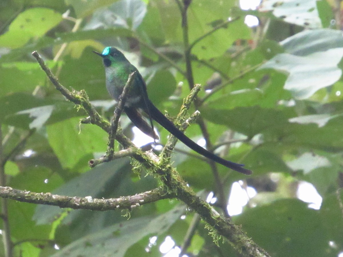 Long-tailed Sylph - ML645727536