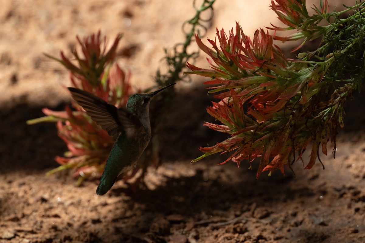 Anna's Hummingbird - ML645727537