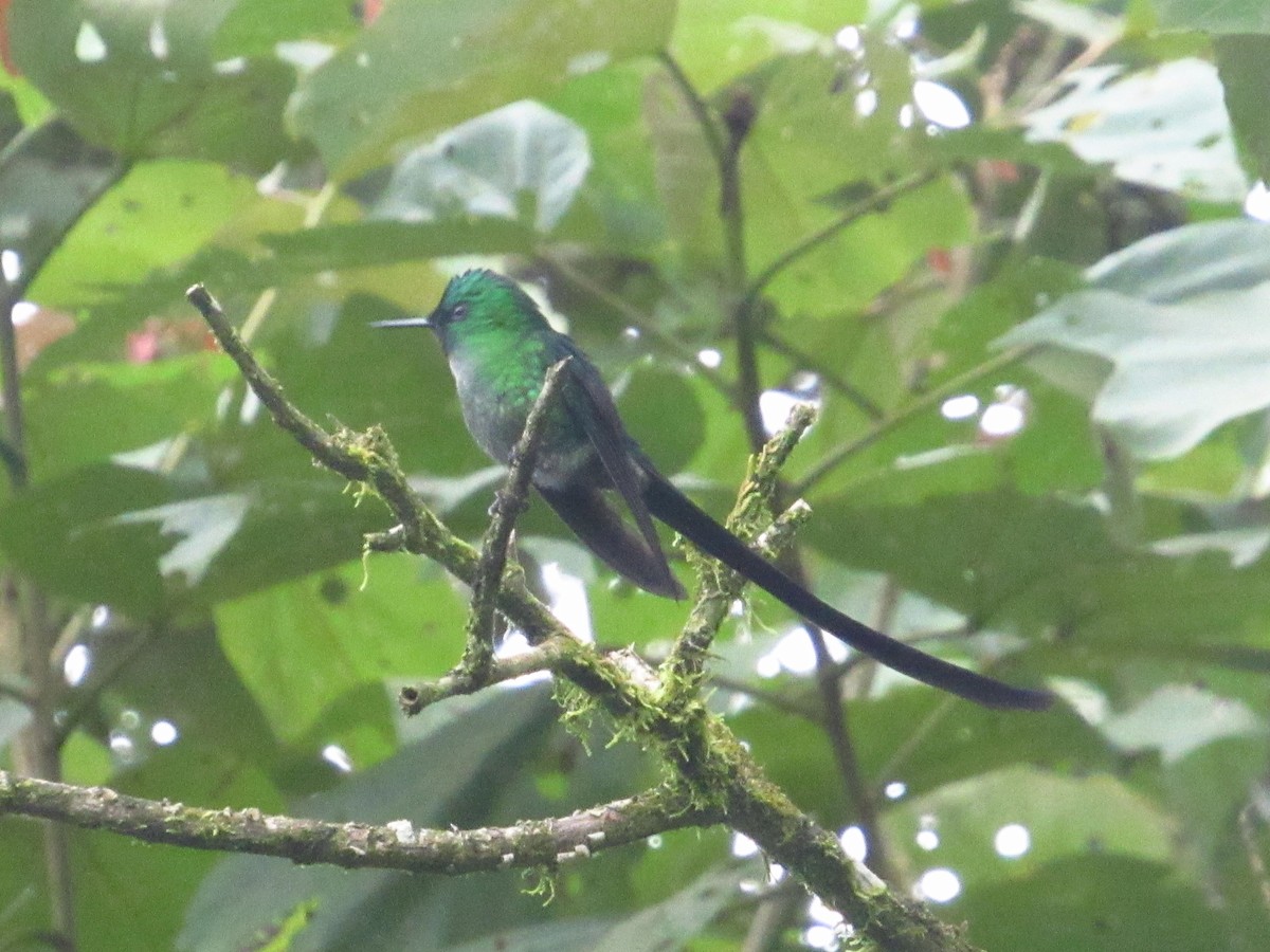 Long-tailed Sylph - ML645727538