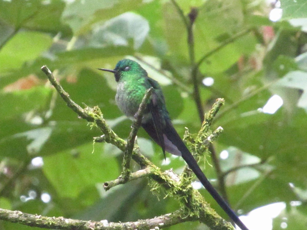 Long-tailed Sylph - ML645727539