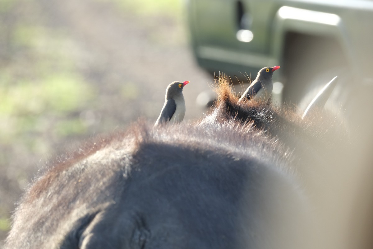 Red-billed Oxpecker - ML645727540