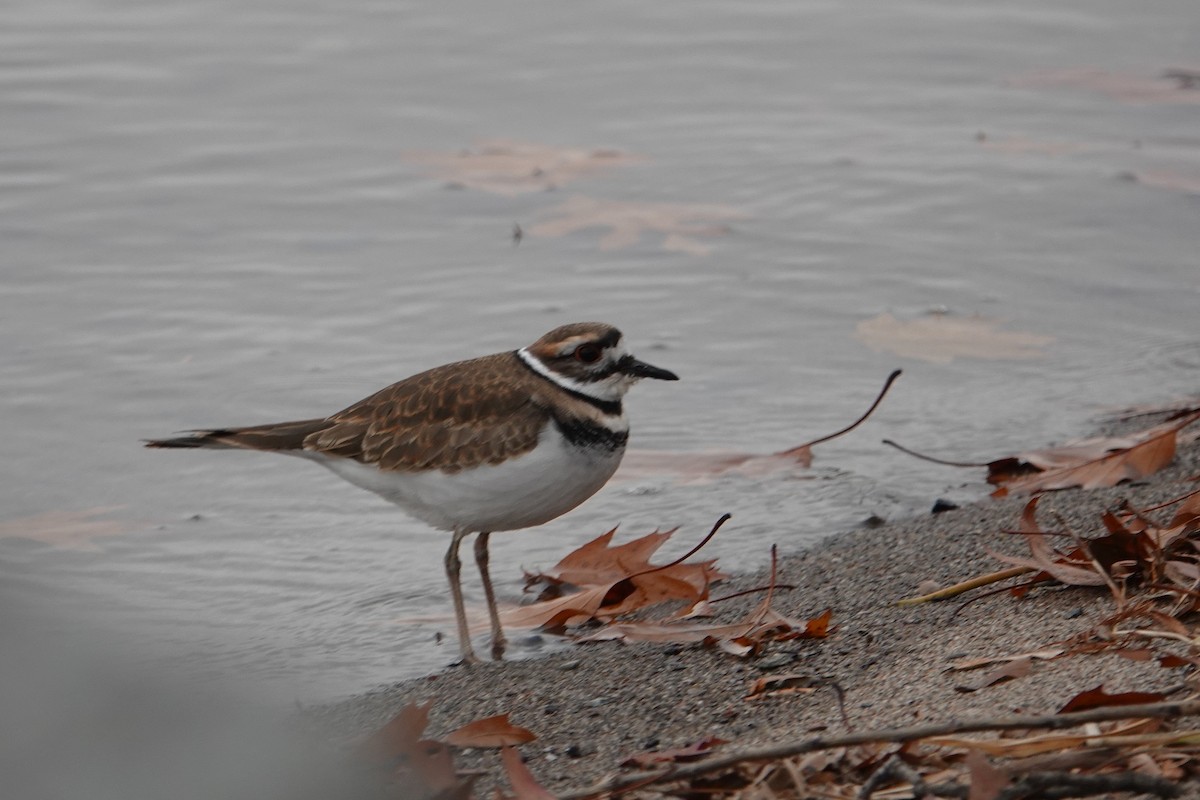 Killdeer - ML645727541