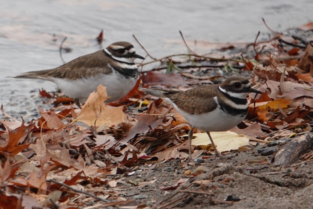Killdeer - ML645727542