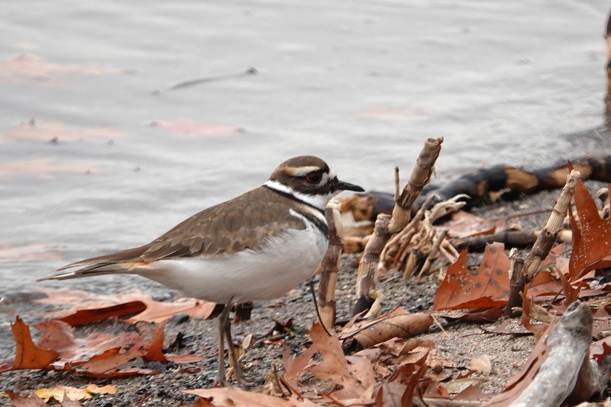 Killdeer - ML645727543