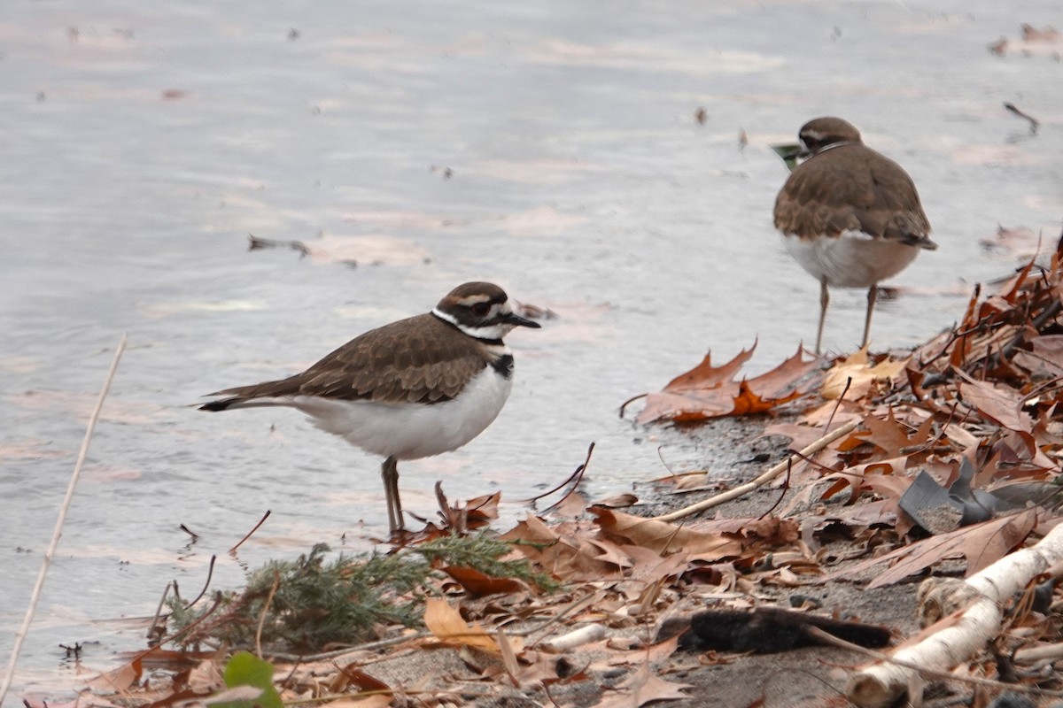 Killdeer - ML645727544