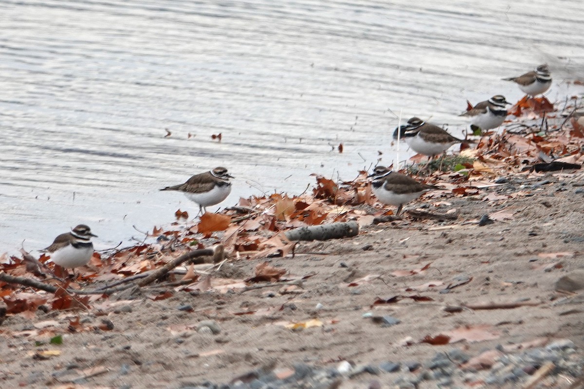 Killdeer - ML645727546