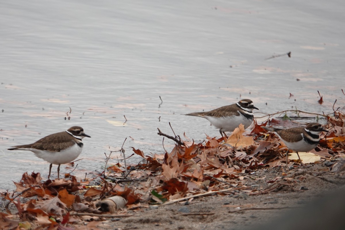 Killdeer - ML645727547