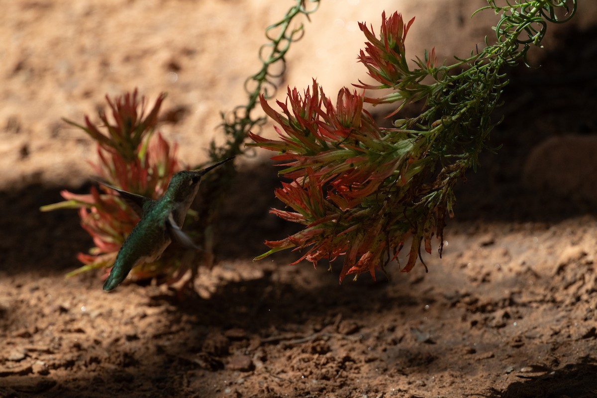 Anna's Hummingbird - ML645727549