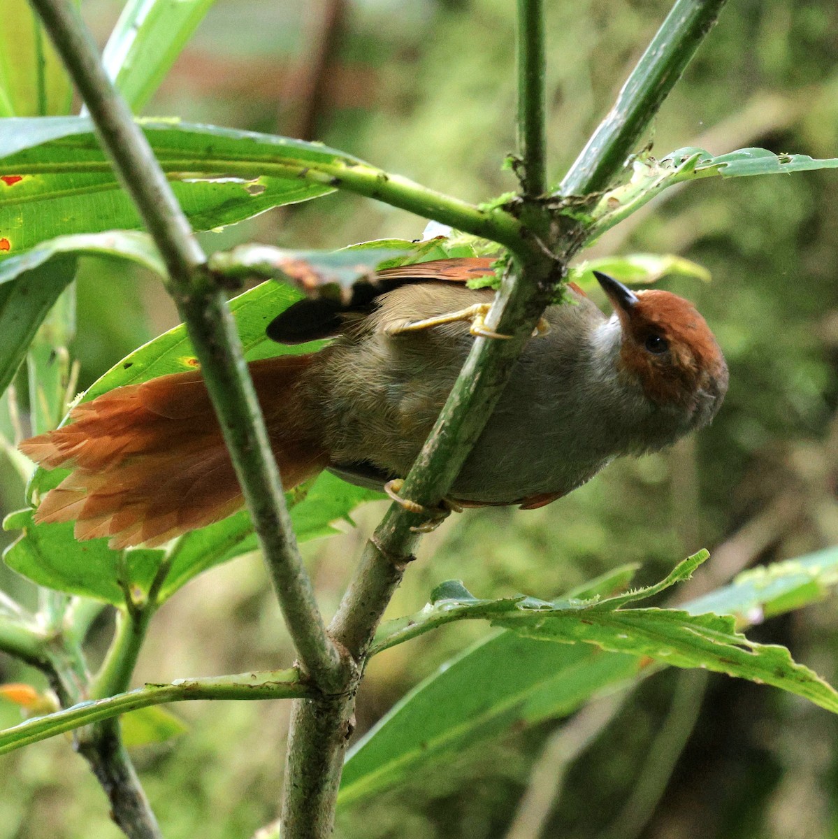 Red-faced Spinetail - ML645727551