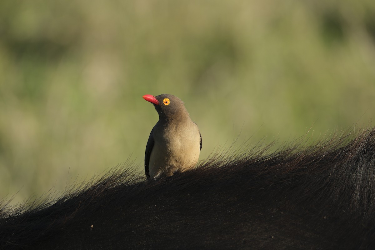 Red-billed Oxpecker - ML645727554