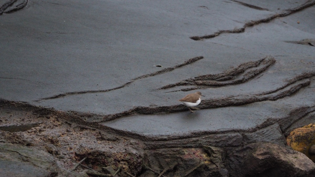 Common Sandpiper - ML645727555