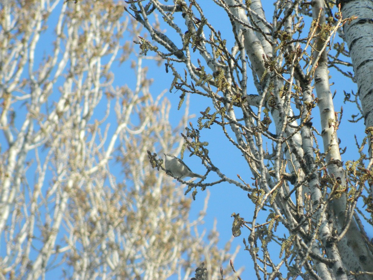 Lesser Whitethroat - ML645727557