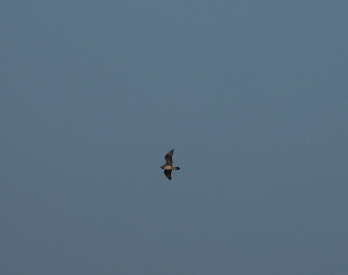 Parasitic Jaeger - ML645727558