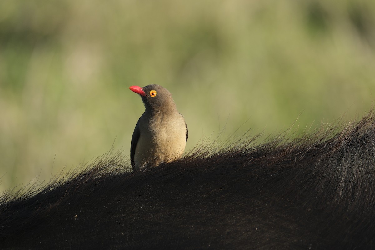 Red-billed Oxpecker - ML645727563