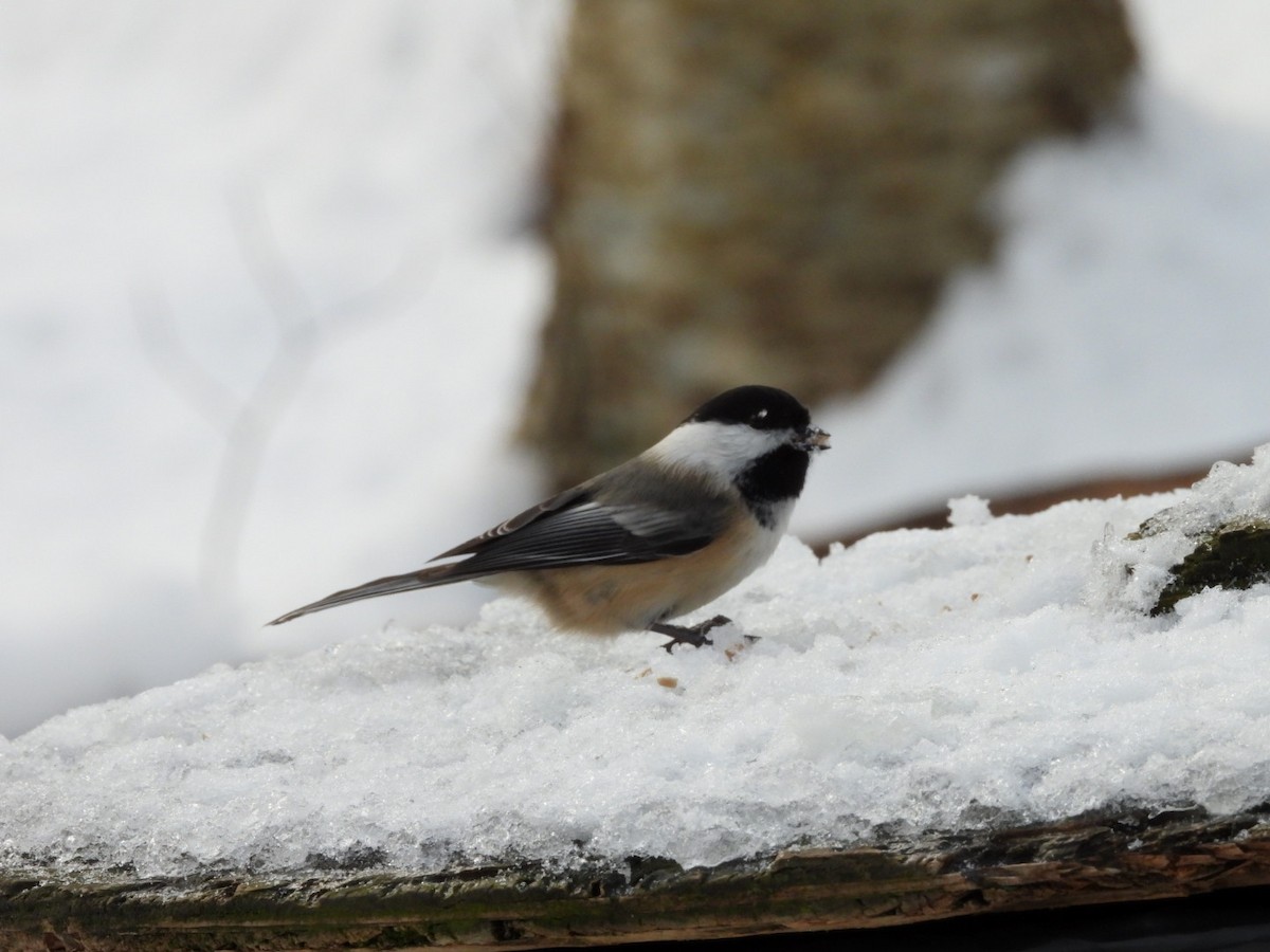 Black-capped Chickadee - ML645727565