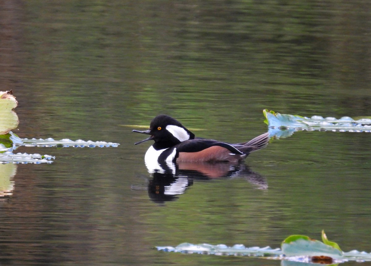Hooded Merganser - ML645727566