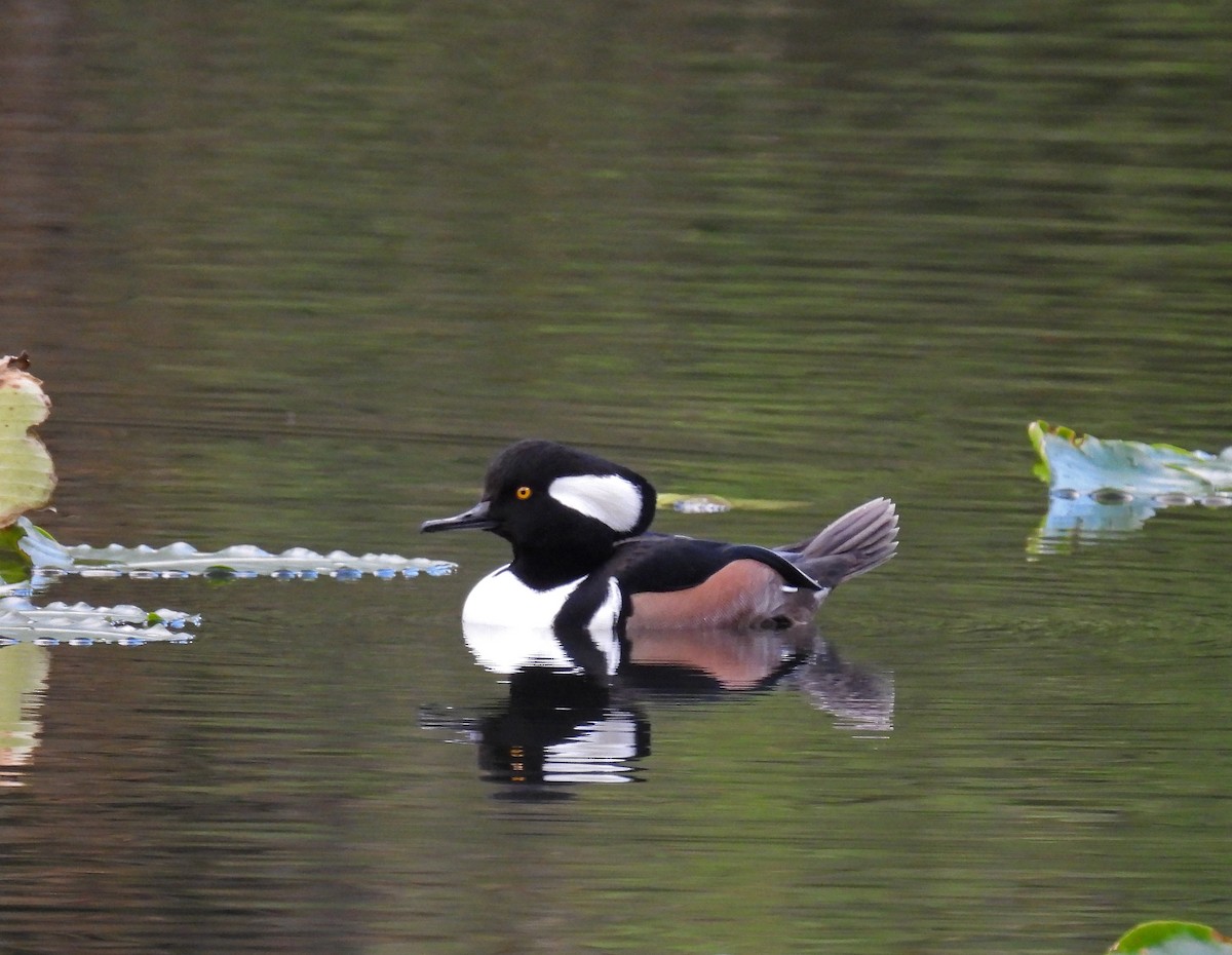 Hooded Merganser - ML645727567