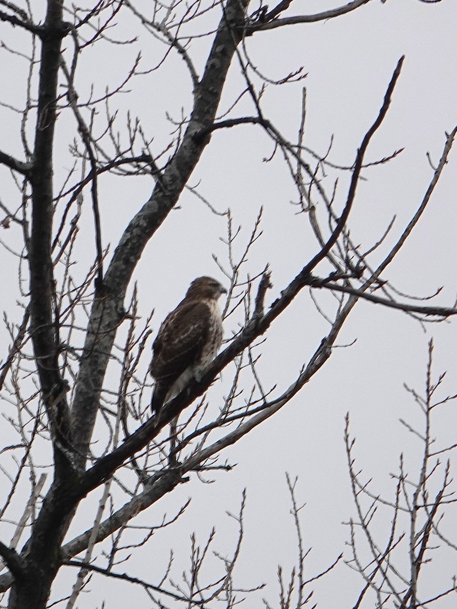 Red-tailed Hawk - ML645727580