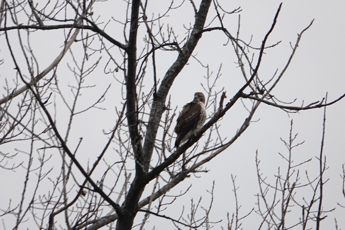 Red-tailed Hawk - ML645727581