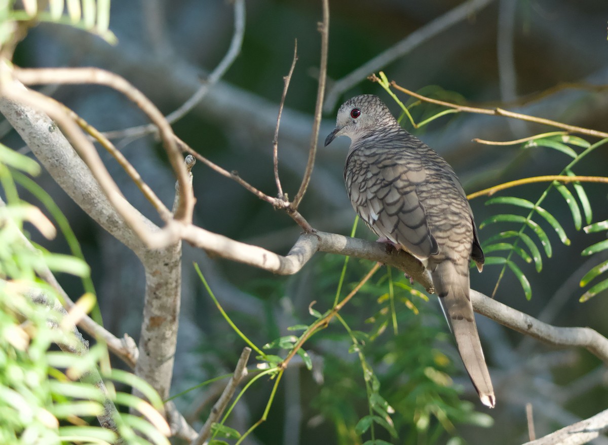 Inca Dove - ML645727584