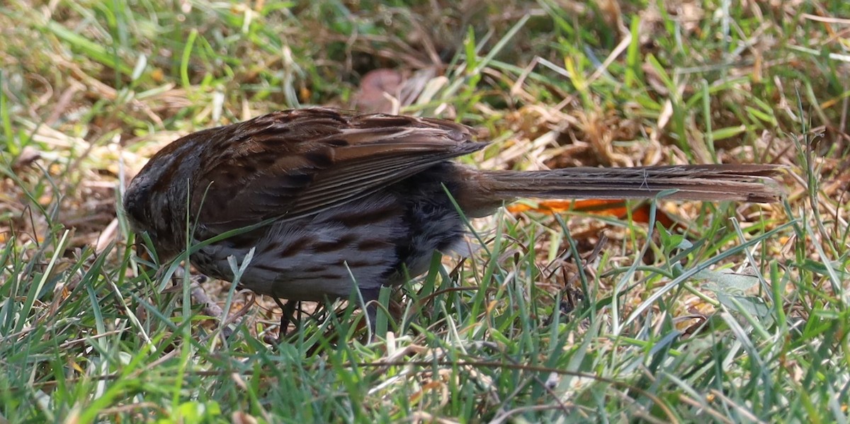 Song Sparrow - ML645727588