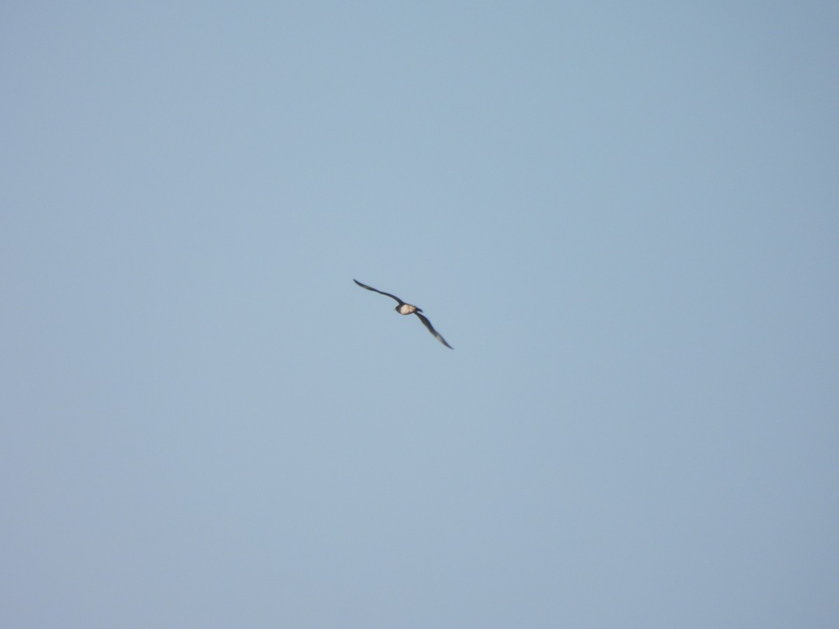 Parasitic Jaeger - ML645727589