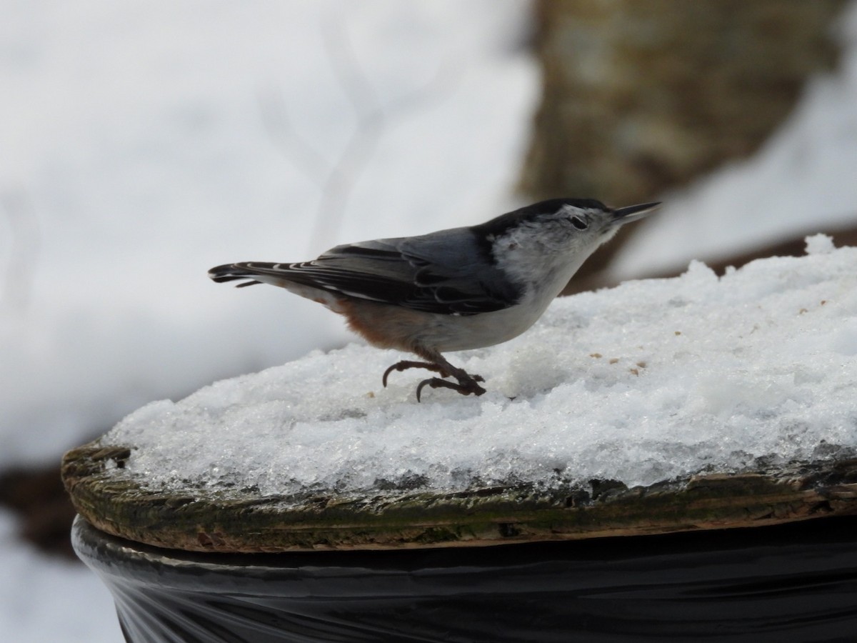 White-breasted Nuthatch - ML645727598
