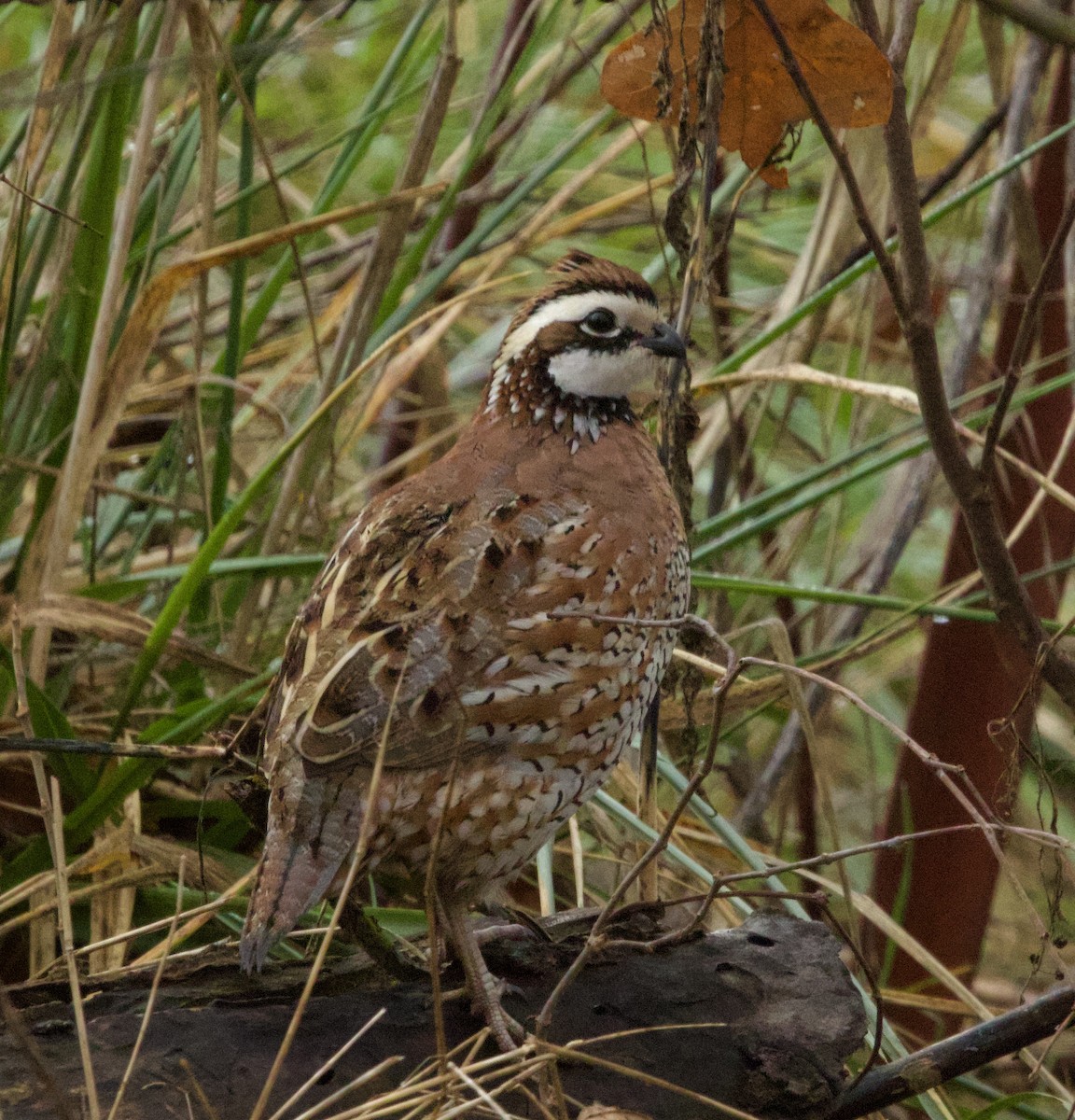 Northern Bobwhite - ML645727599