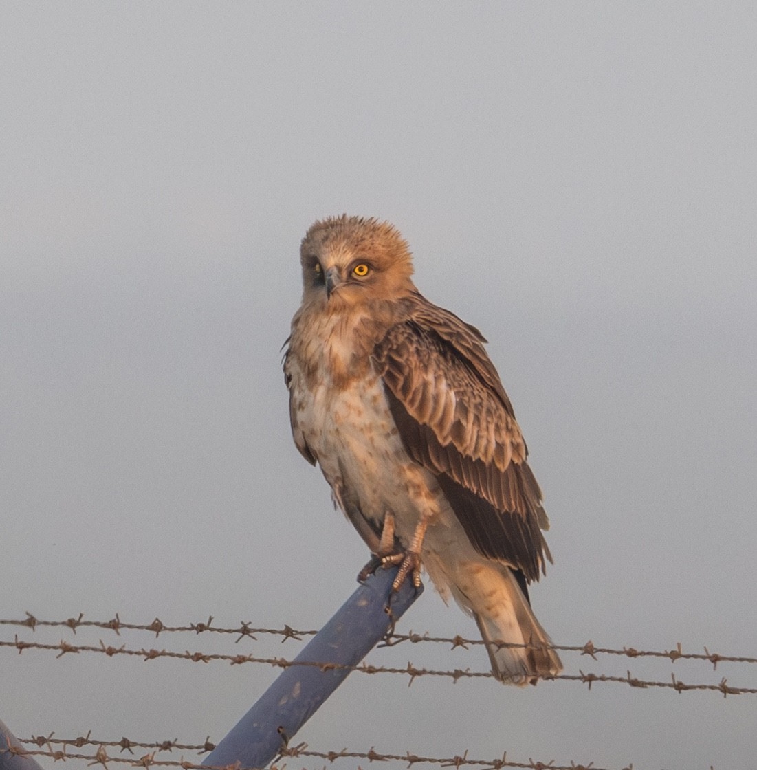 orlík krátkoprstý - ML645727601