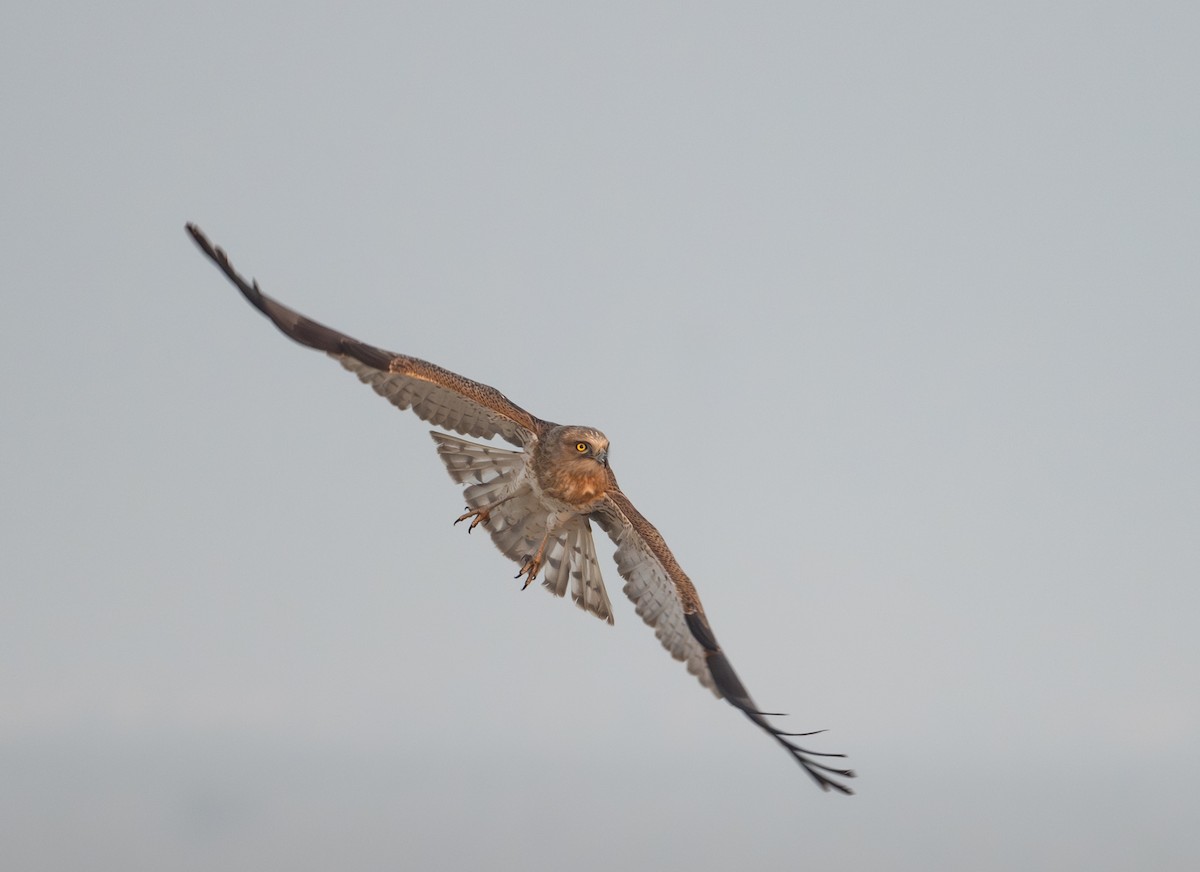 orlík krátkoprstý - ML645727602