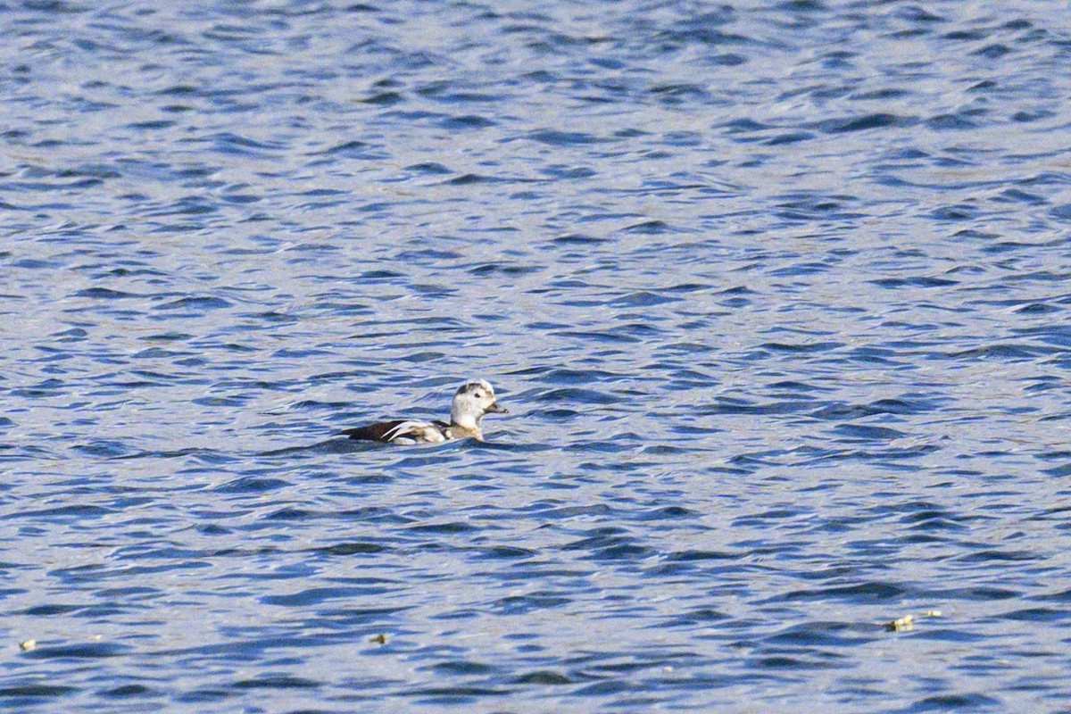 Long-tailed Duck - ML645727606