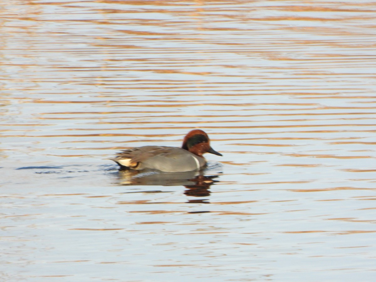 Green-winged Teal - ML645727607