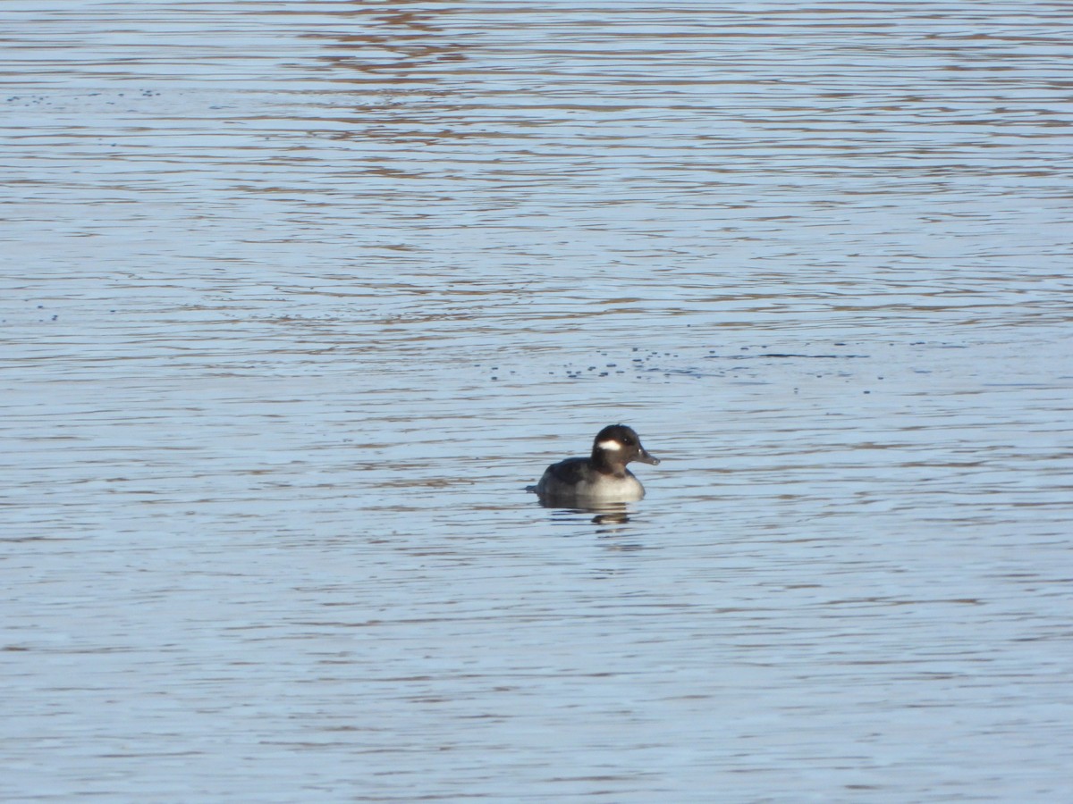 Bufflehead - ML645727616