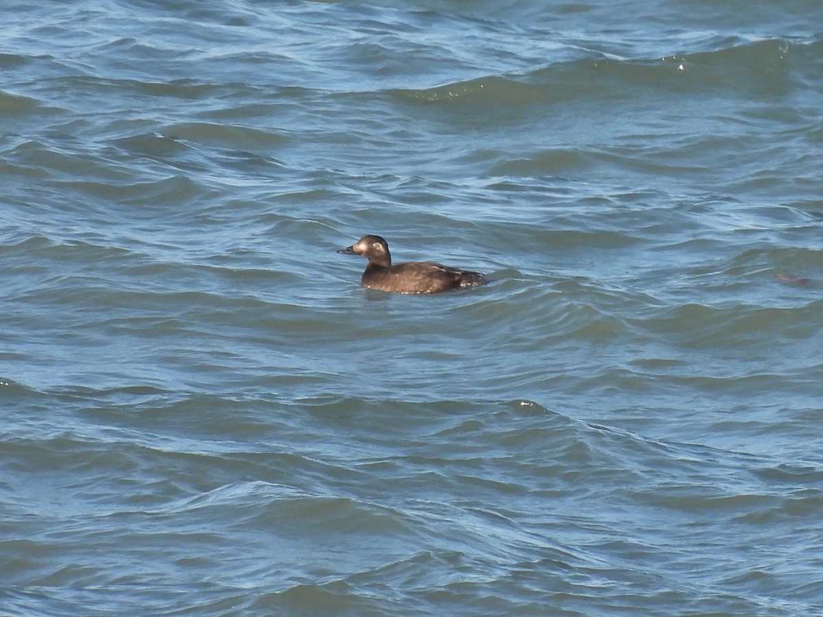 White-winged Scoter - ML645727617