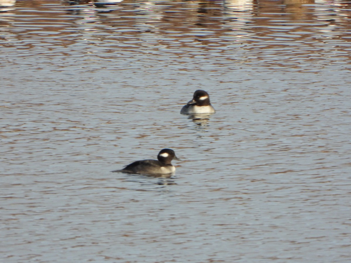 Bufflehead - ML645727619