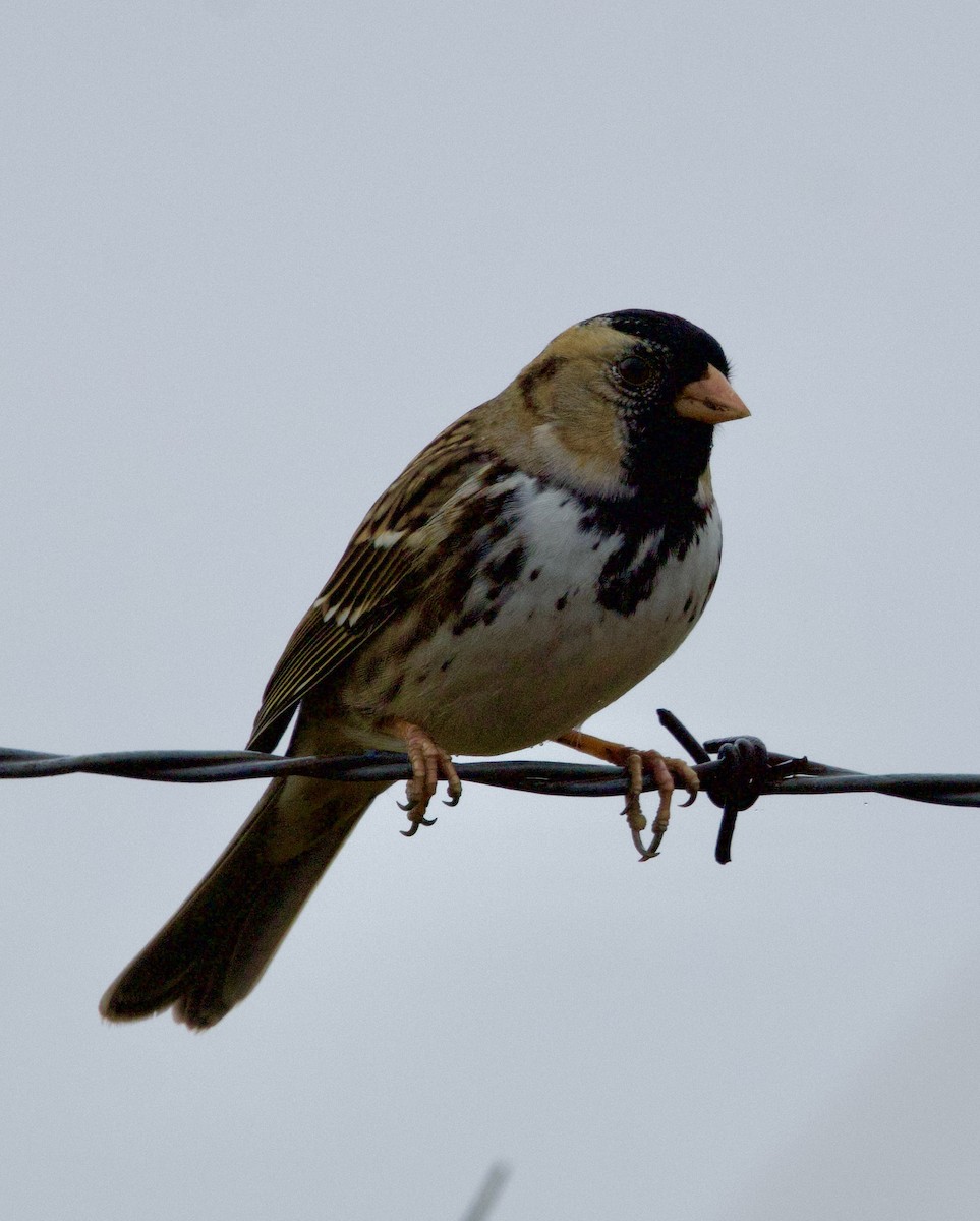 Harris's Sparrow - ML645727621