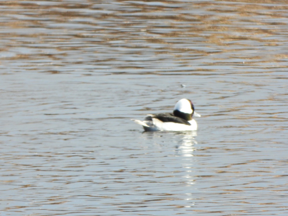 Bufflehead - ML645727623