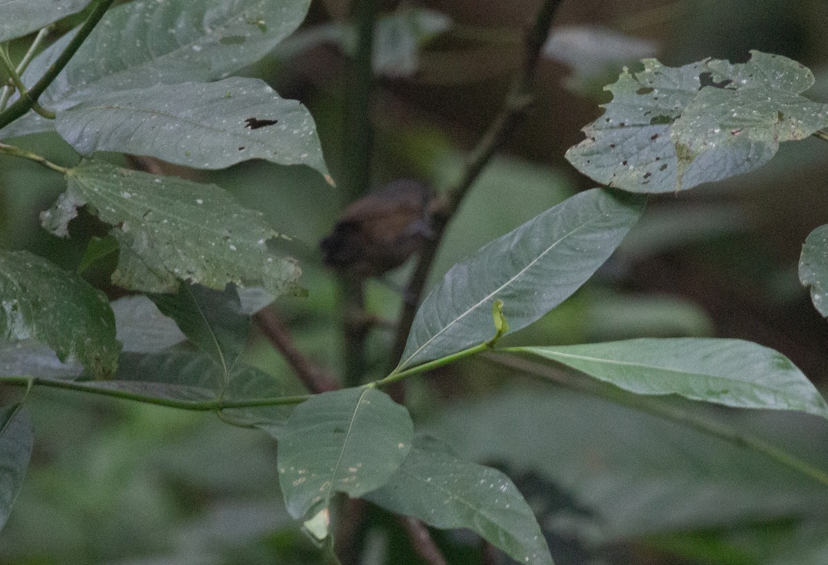 Кадук темноволий - ML645727624