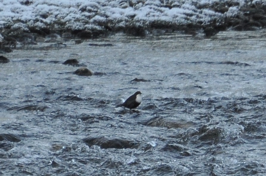 אמודאי הנחלים - ML645727629