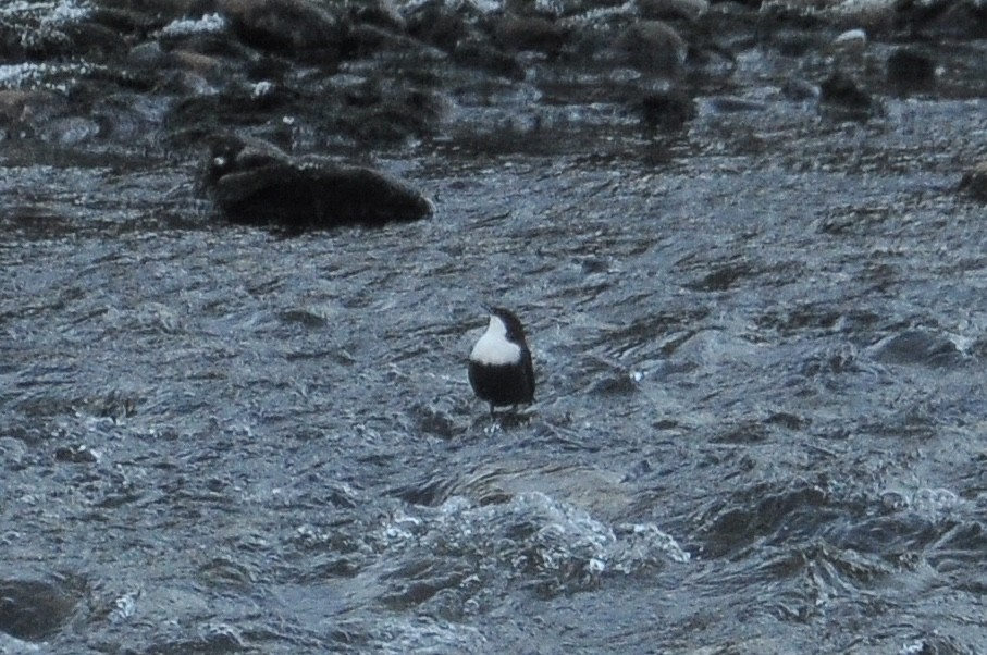אמודאי הנחלים - ML645727630