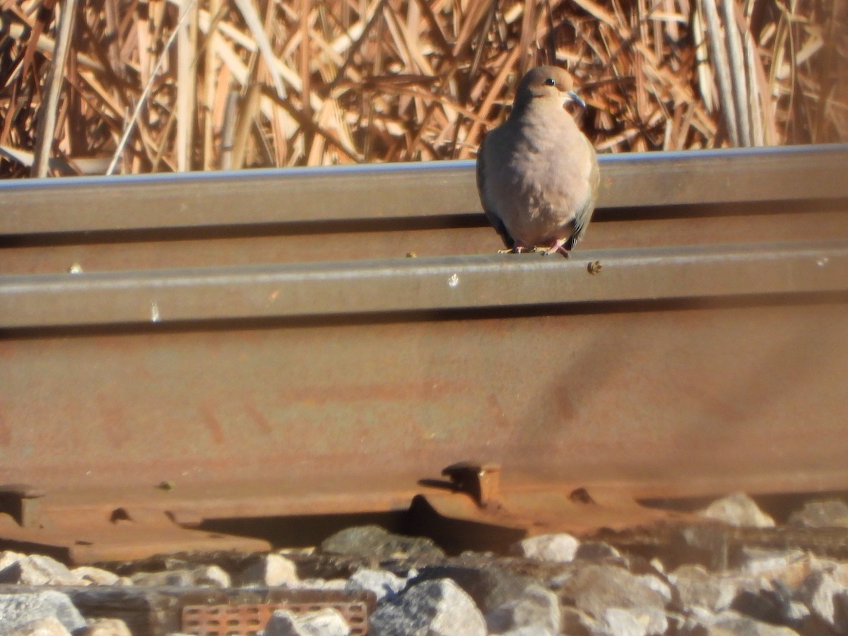 Mourning Dove - ML645727631