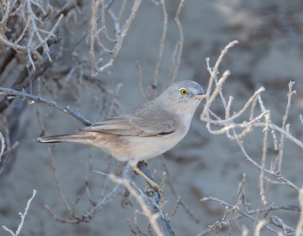 Пустынная славка - ML645727633
