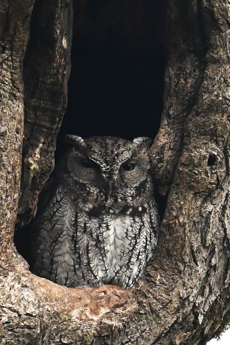 Western Screech-Owl - ML645727638