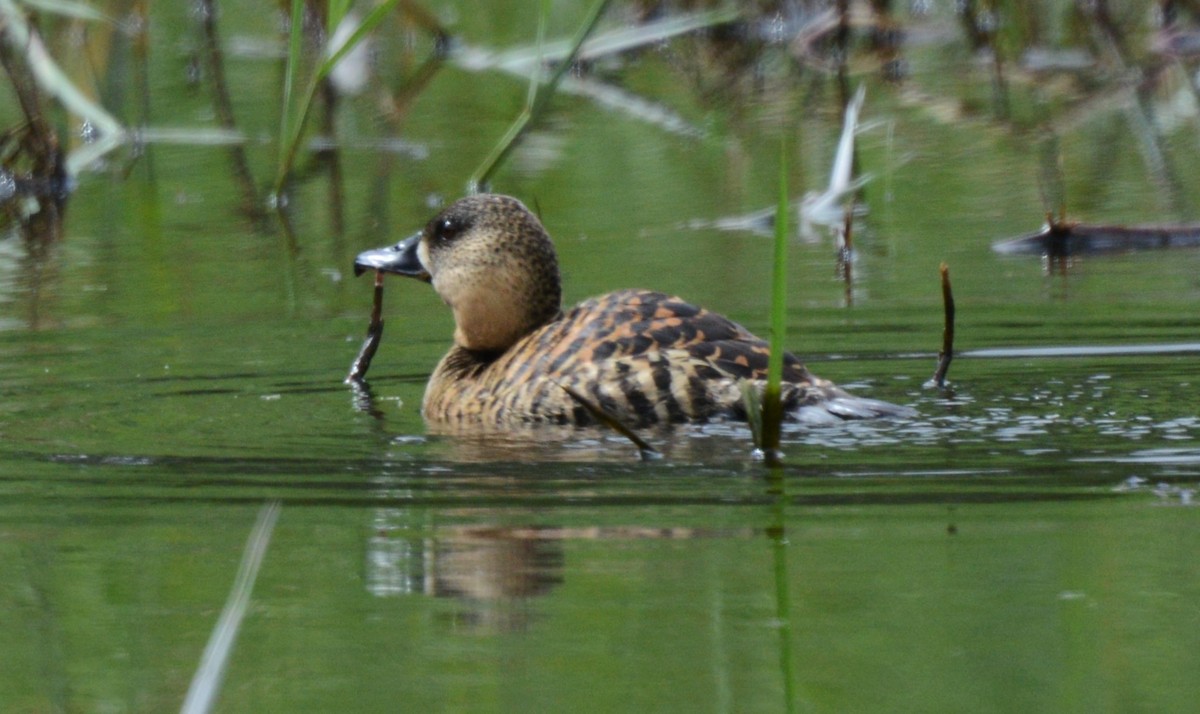 White-backed Duck - ML645727649