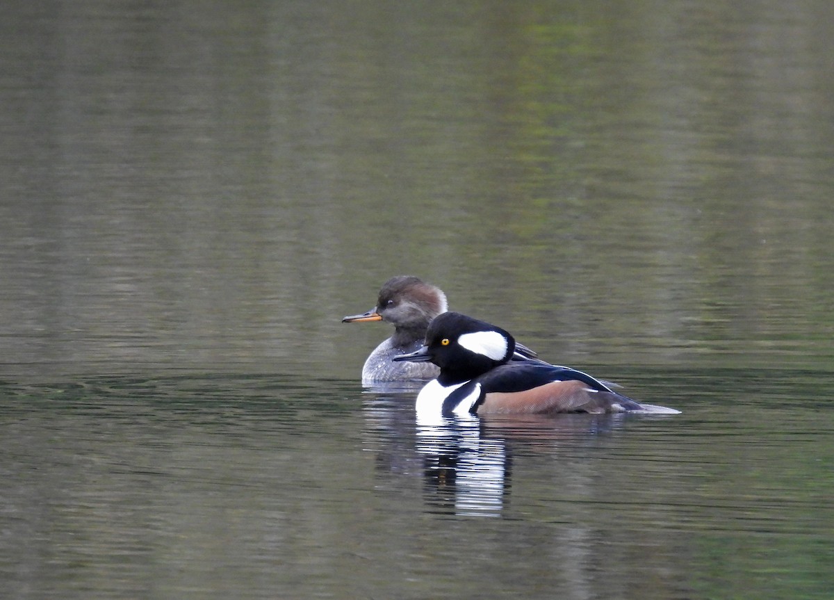 Hooded Merganser - ML645727651