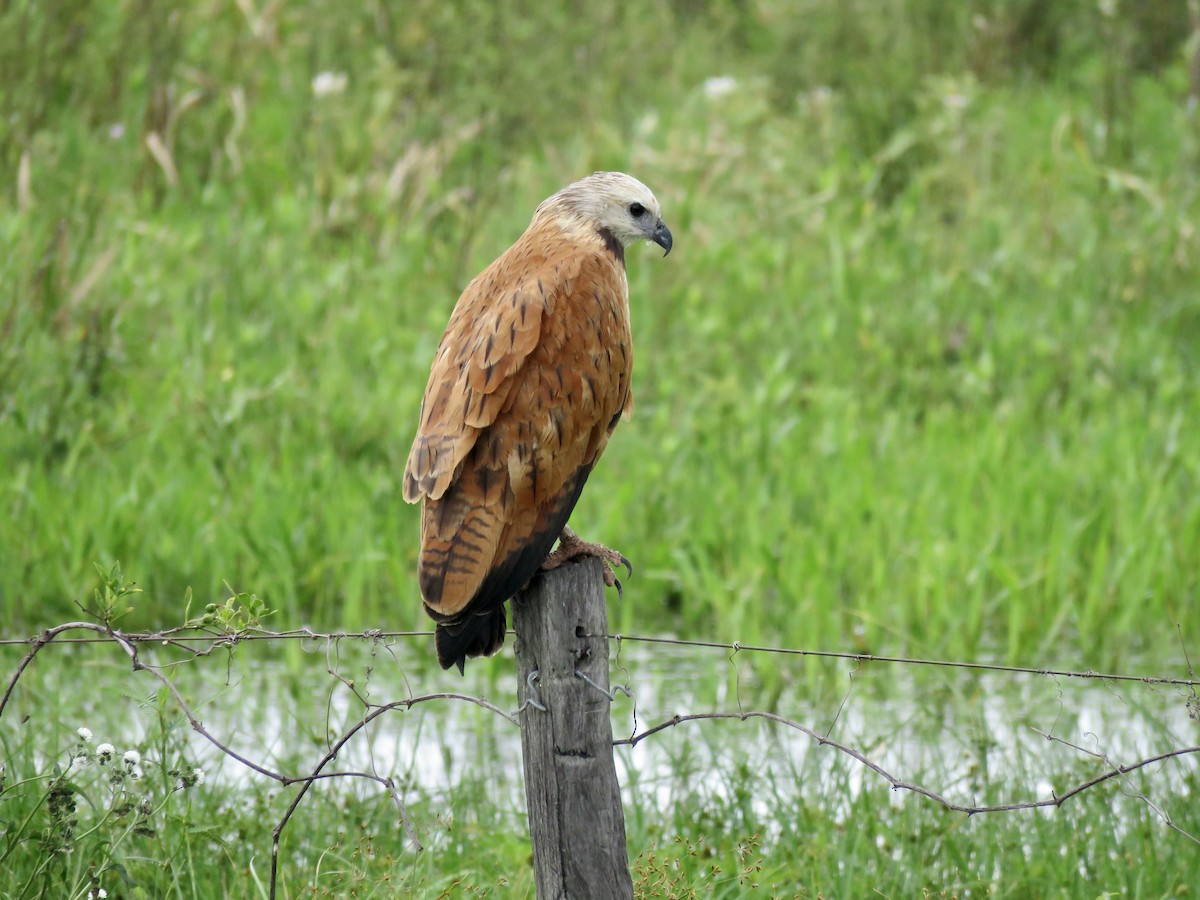 Black-collared Hawk - ML645727654