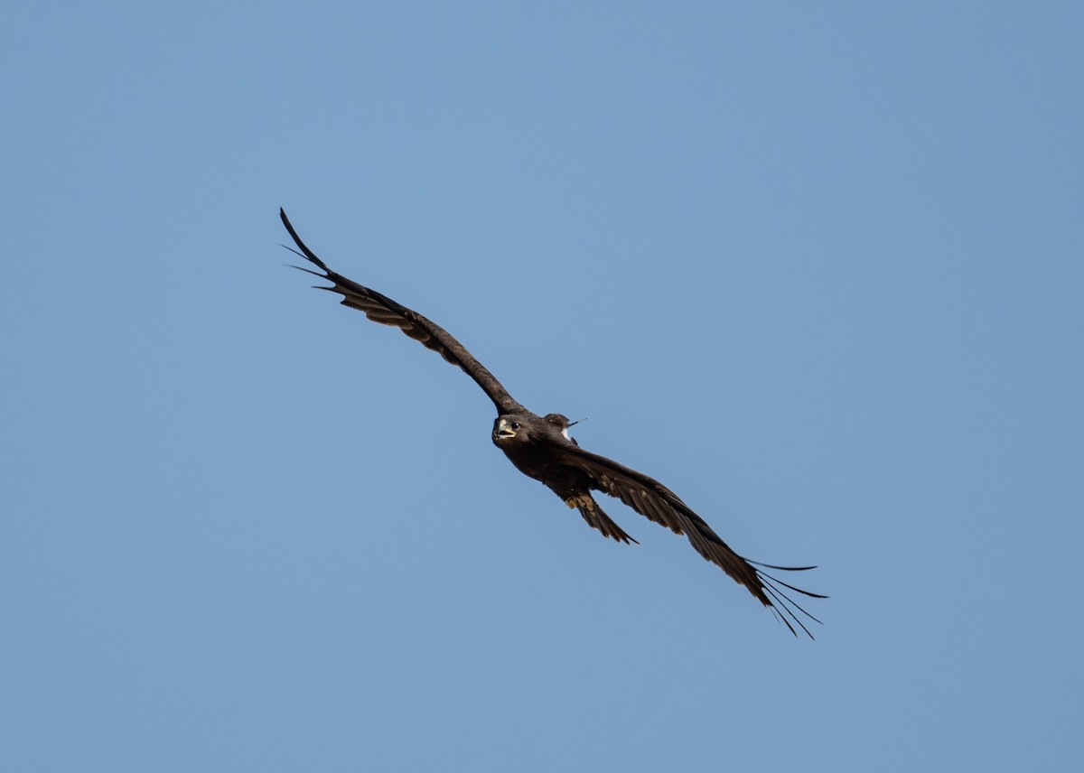 Greater Spotted Eagle - ML645727657