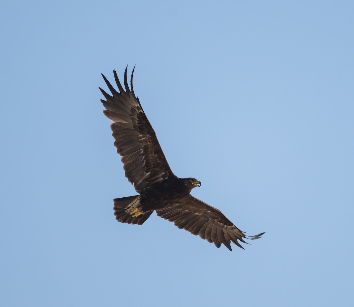 Greater Spotted Eagle - ML645727659
