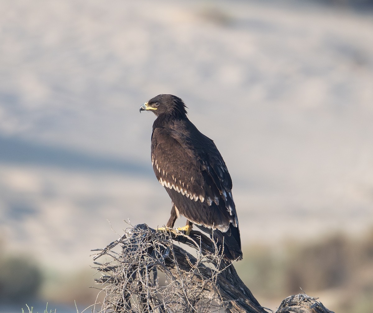 Greater Spotted Eagle - ML645727664