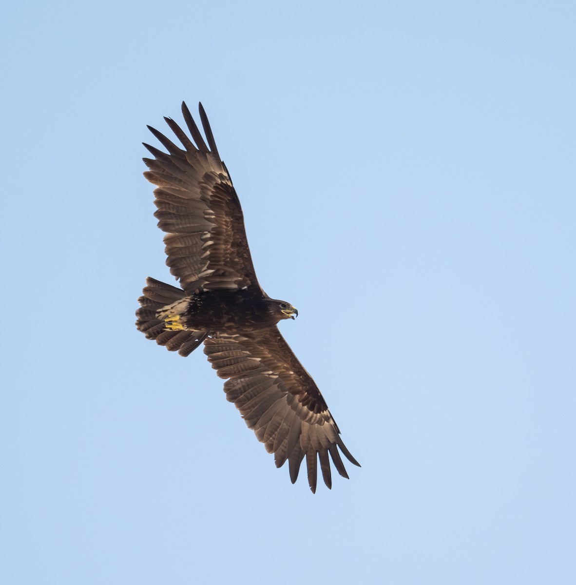 Greater Spotted Eagle - ML645727665